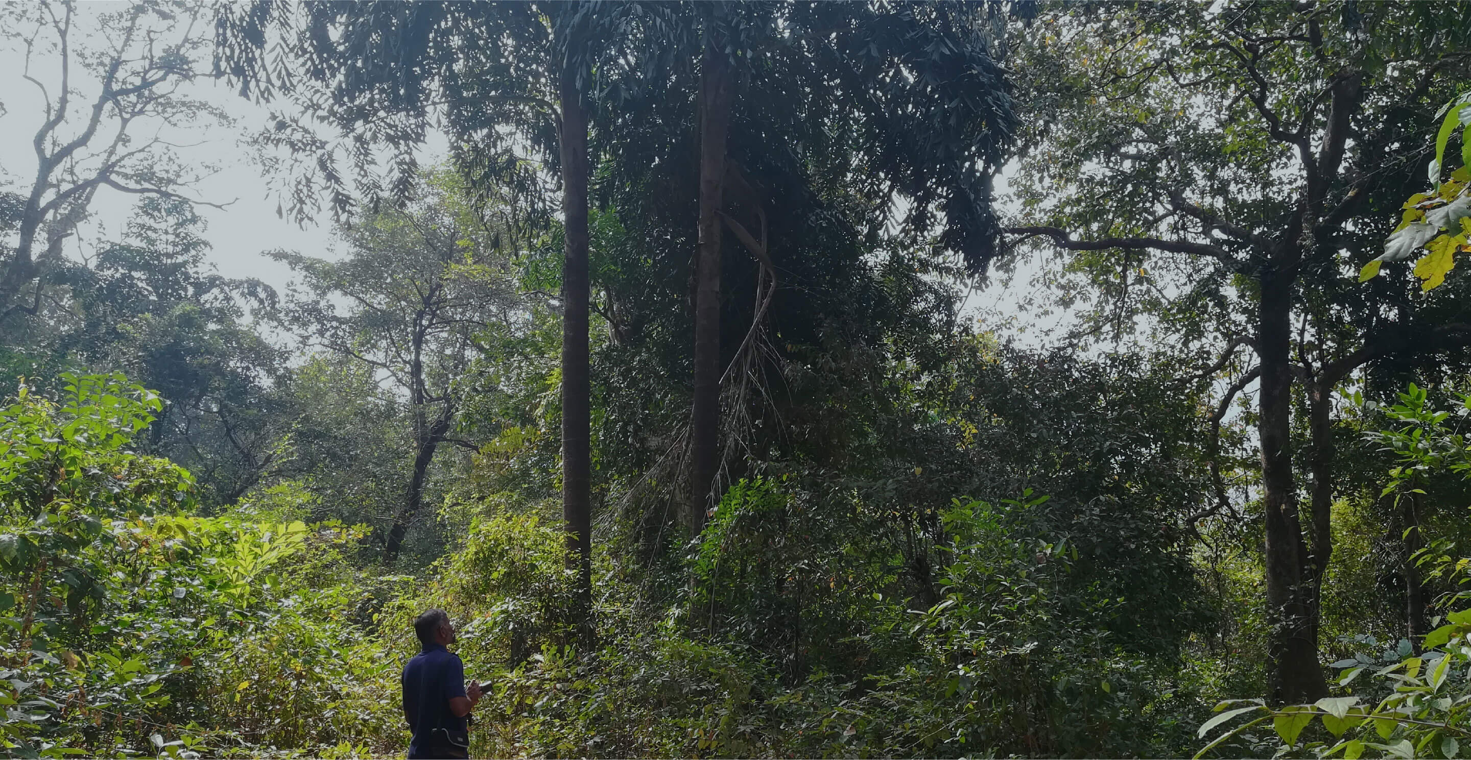 インド／西ガーツ北部